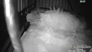 cuteavalanche - 😺 New bottle baby kittens Selah and Paige have arrived 😺