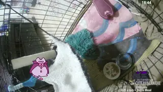 cuteavalanche - 😺 New bottle baby kittens Selah and Paige have arrived 😺