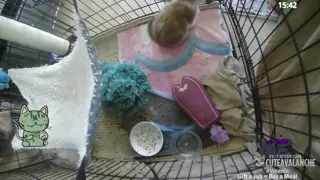 cuteavalanche - 😺 New bottle baby kittens Selah and Paige have arrived 😺