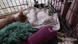 cuteavalanche - 😺 New bottle baby kittens Selah and Paige have arrived 😺