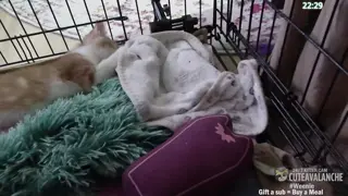cuteavalanche - 😺 New bottle baby kittens Selah and Paige have arrived 😺