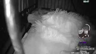 cuteavalanche - 😺 New bottle baby kittens Selah and Paige have arrived 😺