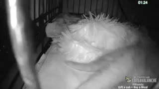 cuteavalanche - 😺 New bottle baby kittens Selah and Paige have arrived 😺