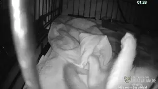 cuteavalanche - 😺 New bottle baby kittens Selah and Paige have arrived 😺