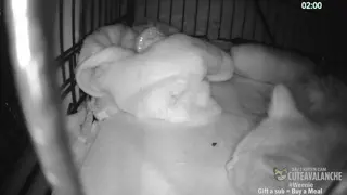 cuteavalanche - 😺 New bottle baby kittens Selah and Paige have arrived 😺
