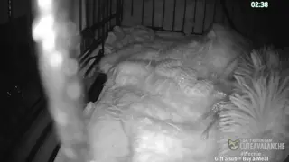 cuteavalanche - 😺 New bottle baby kittens Selah and Paige have arrived 😺