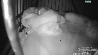 cuteavalanche - 😺 New bottle baby kittens Selah and Paige have arrived 😺