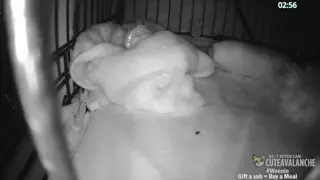 cuteavalanche - 😺 New bottle baby kittens Selah and Paige have arrived 😺