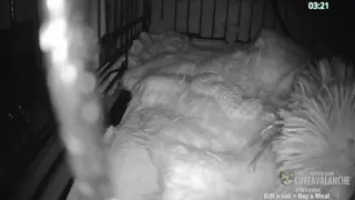 cuteavalanche - 😺 New bottle baby kittens Selah and Paige have arrived 😺
