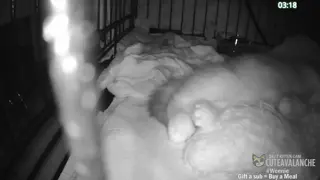 cuteavalanche - 😺 New bottle baby kittens Selah and Paige have arrived 😺